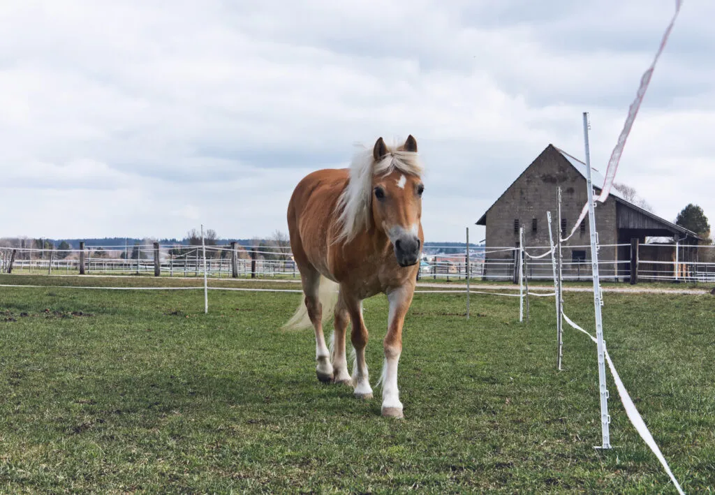 cavallo in stalla aperta