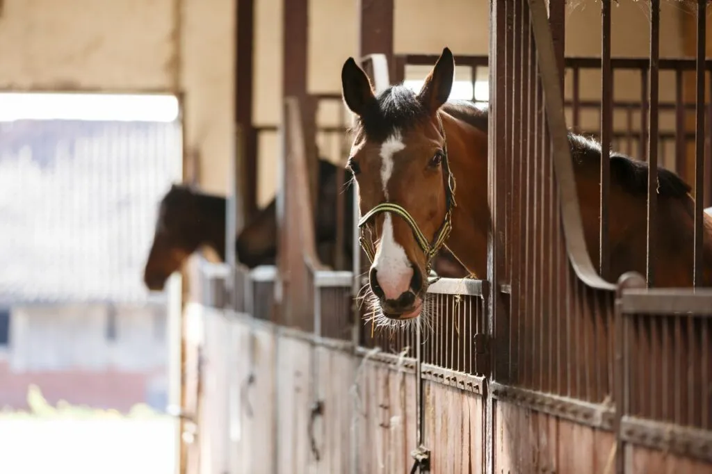 cavallo nel box stalla