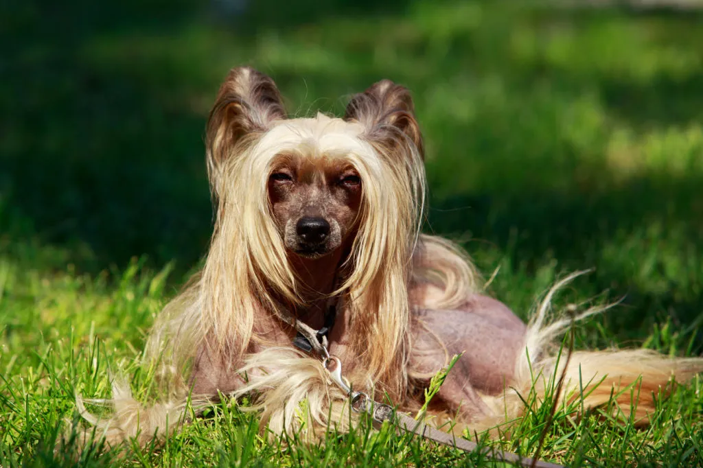 chinese crested dog nel prato