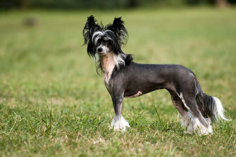 Chinese Crested Dog