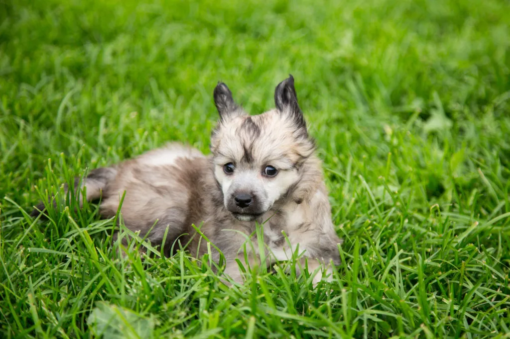 cucciolo chinese crested dog