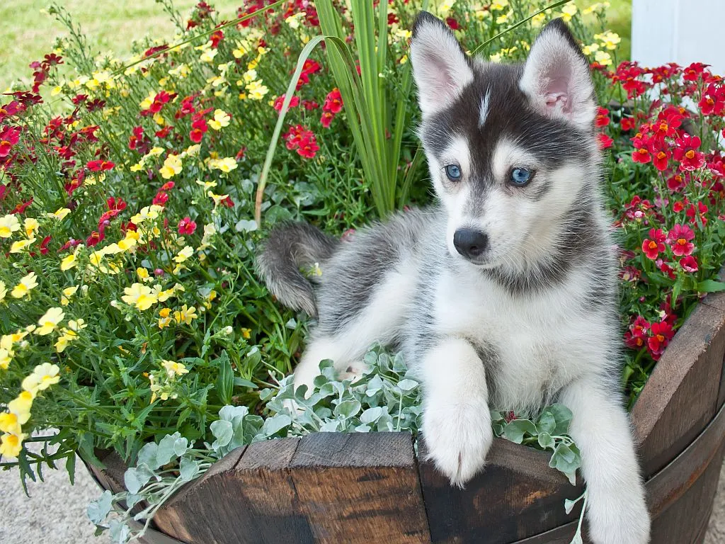 cucciolo Pomsky