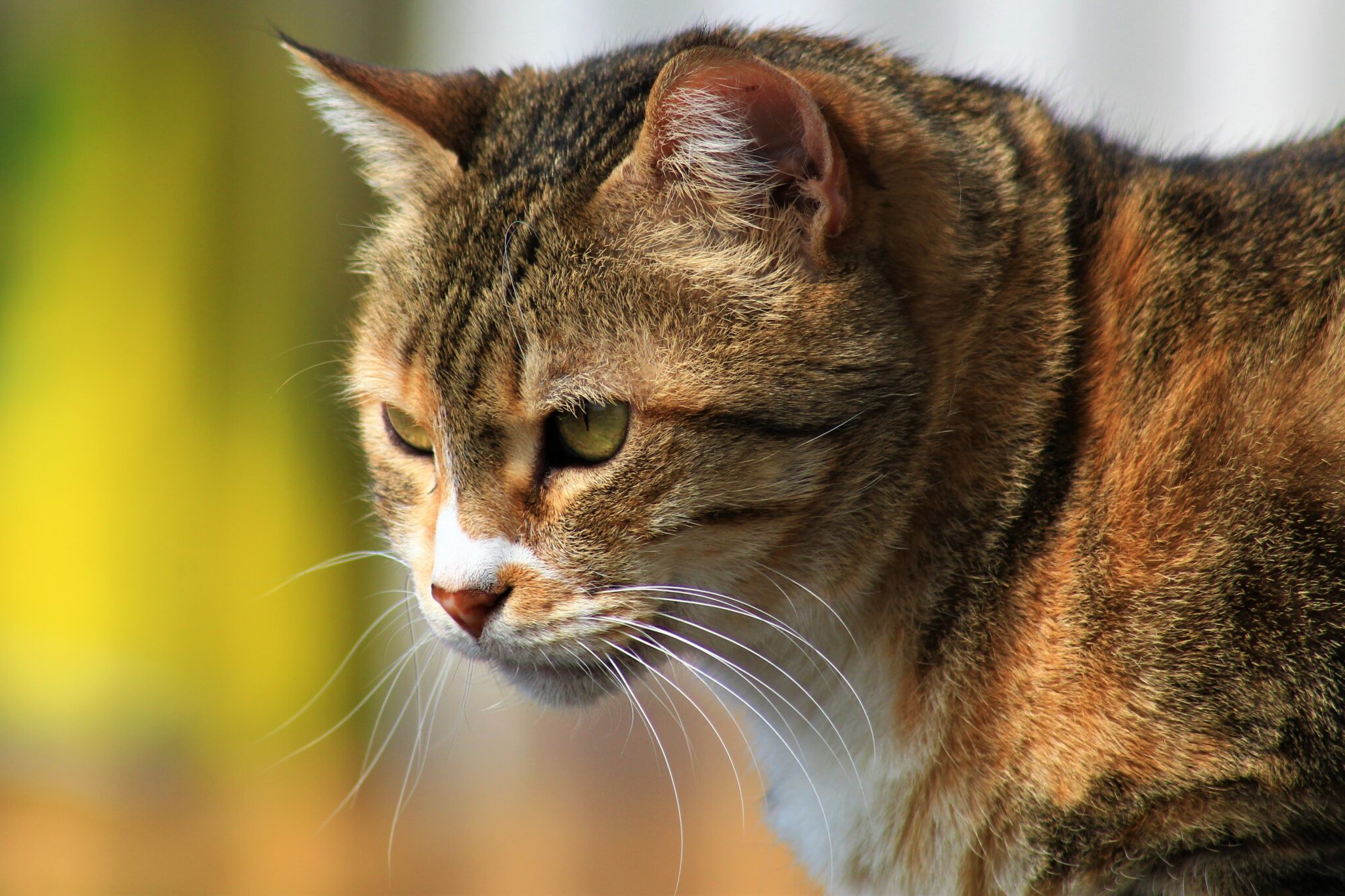 Gatto Soriano: aspetto, carattere, colori| zooplus Magazine