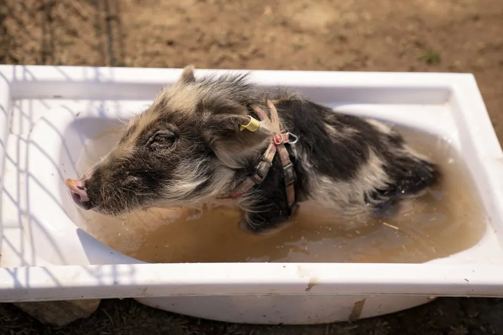 mini pig fa il bagno