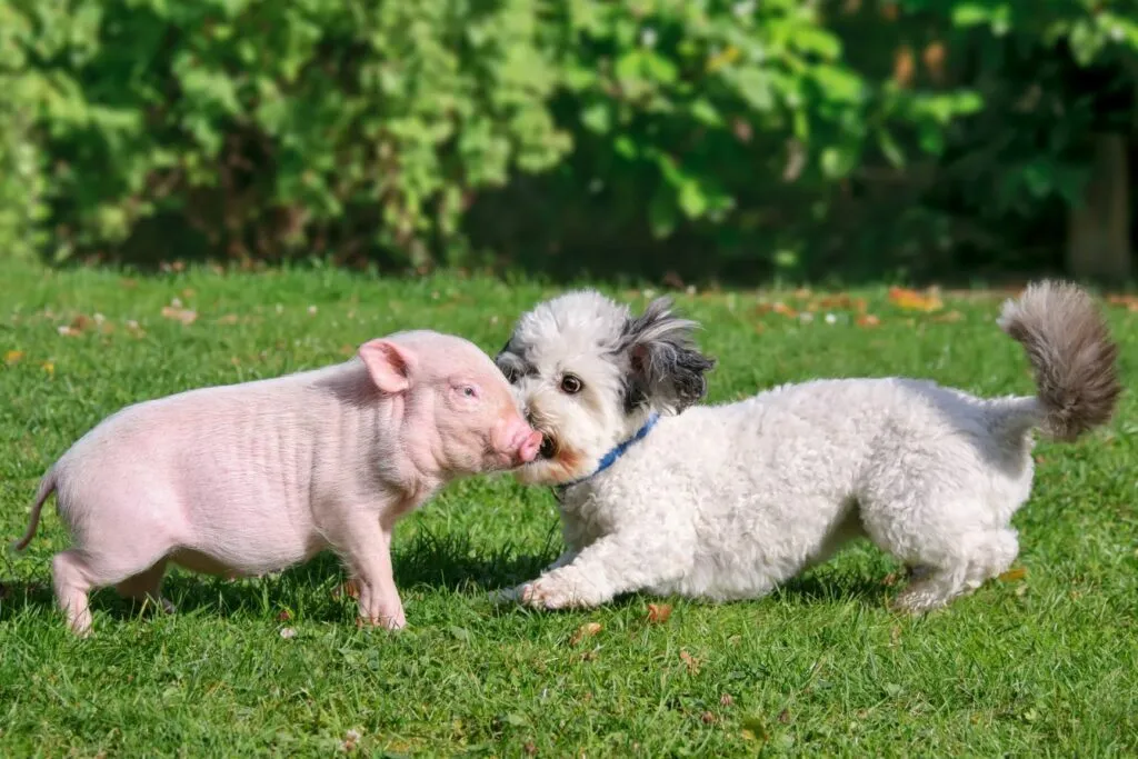 mini pig e cagnolino giocano