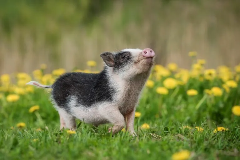 mini pig