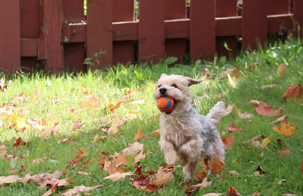 Morkie gioca con palla