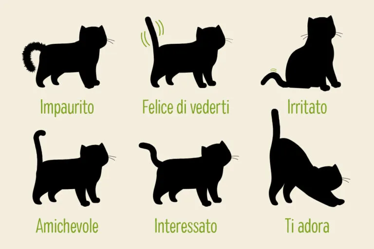 movimenti coda gatto significati