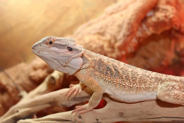 pogona