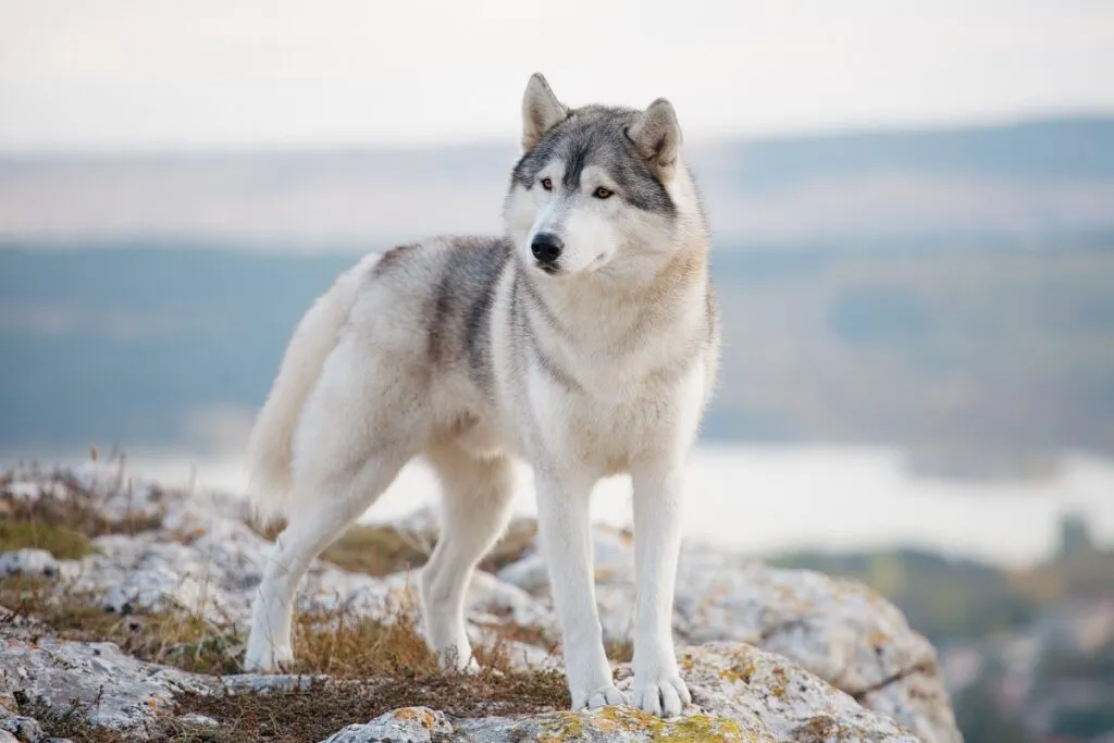 siberian husky su roccia