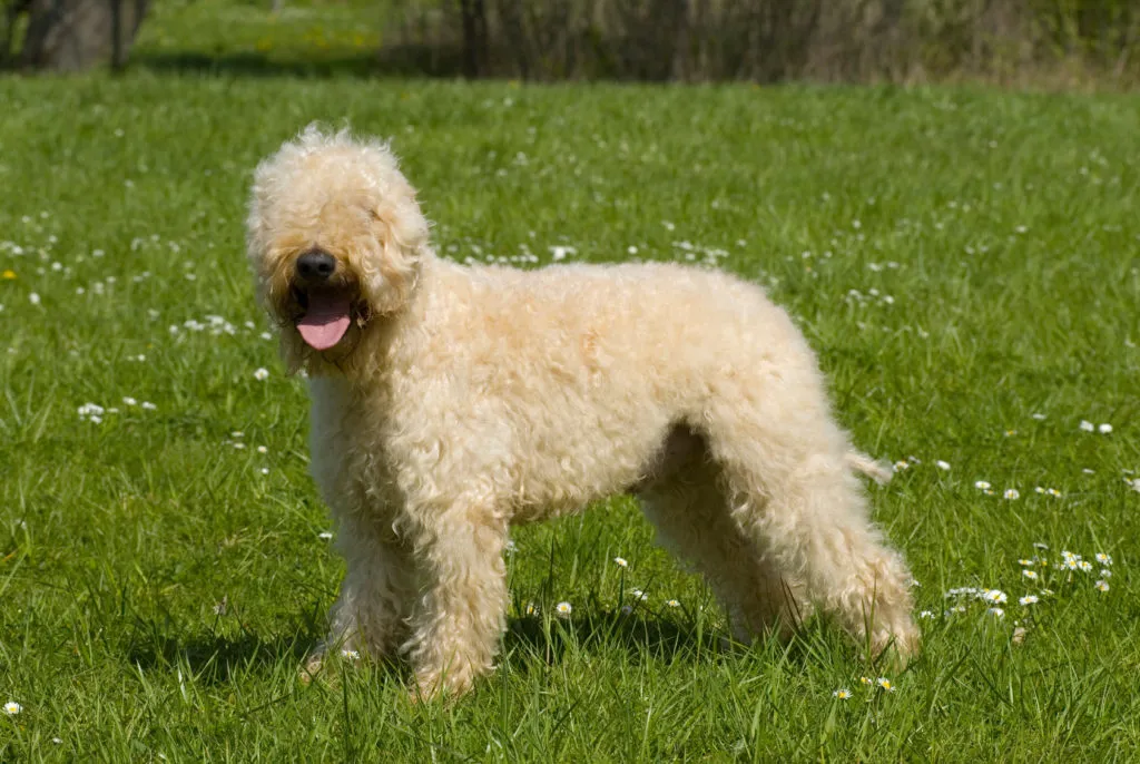 Irish Soft Coated Wheaten Terrier in giardino