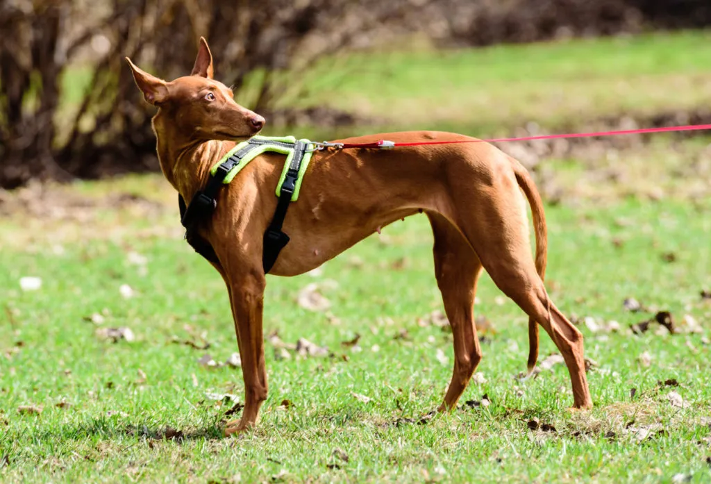 cane dei faraoni con pettorina