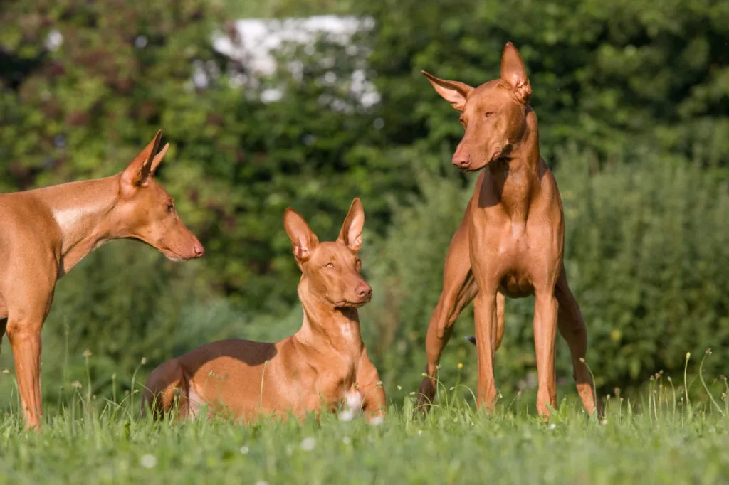 cani dei faraoni