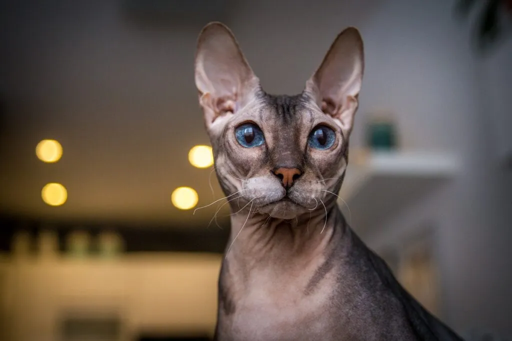 Don sphynx