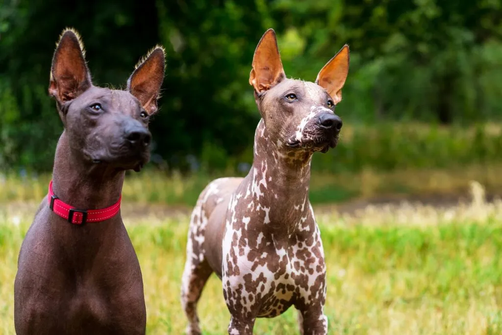 due Xoloitzcuintle nel prato