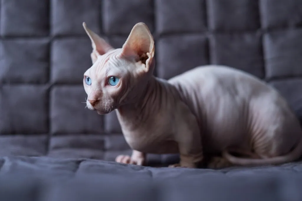 gatto Bambino - minskin