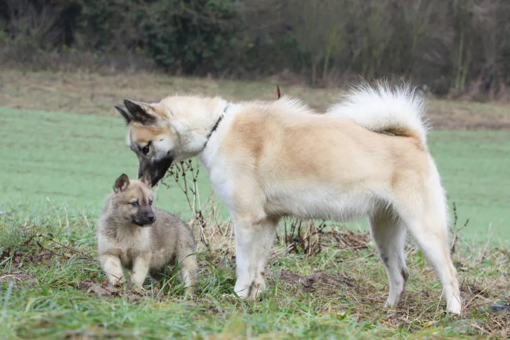 groenlandese madre con cucciolo