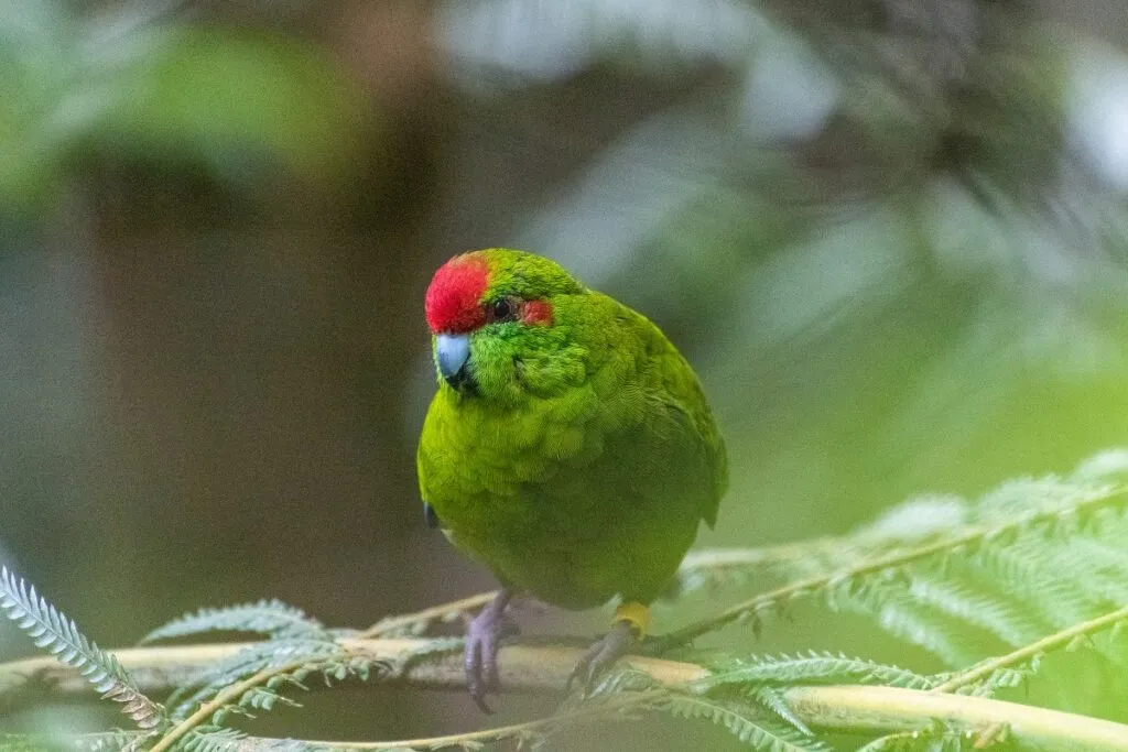 kakariki fronte rossa sul ramo