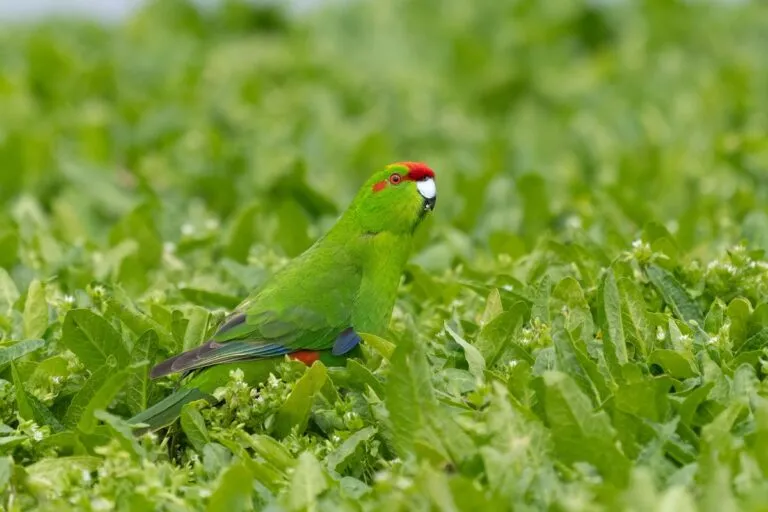 kakariki fronte rossa