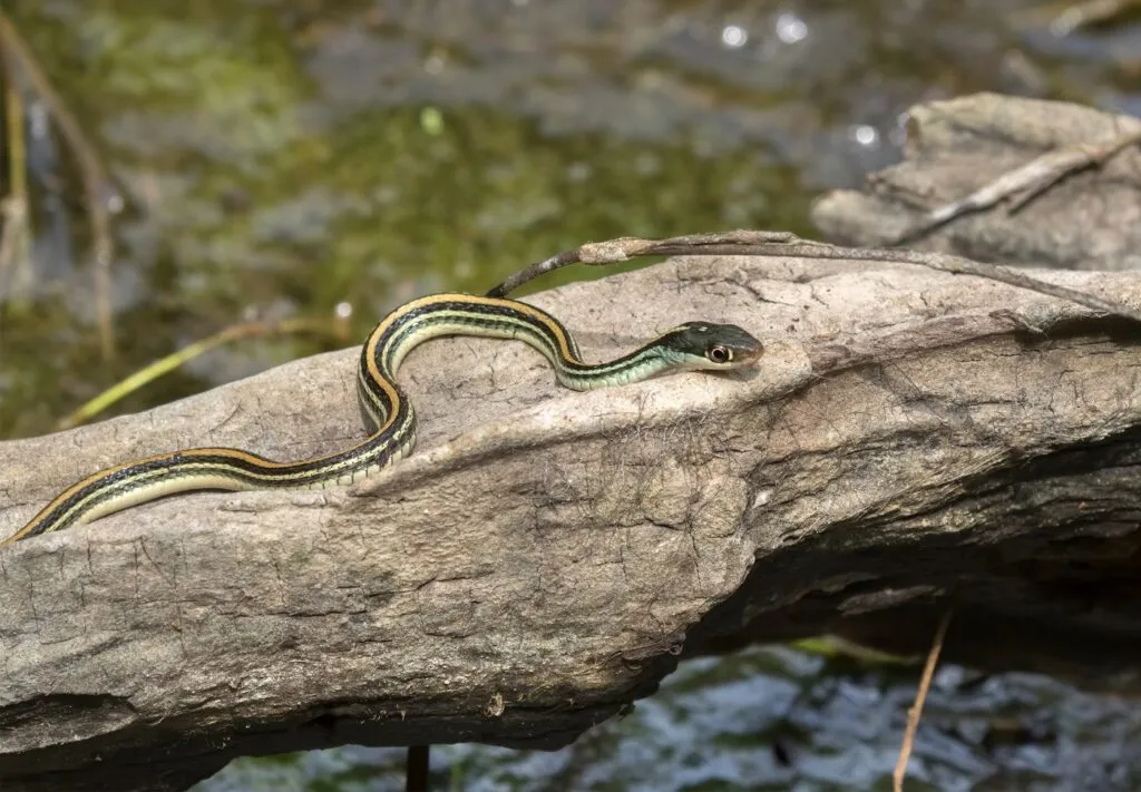 serpente giarrettiera nastro orientale