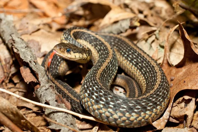 serpente giarrettiera