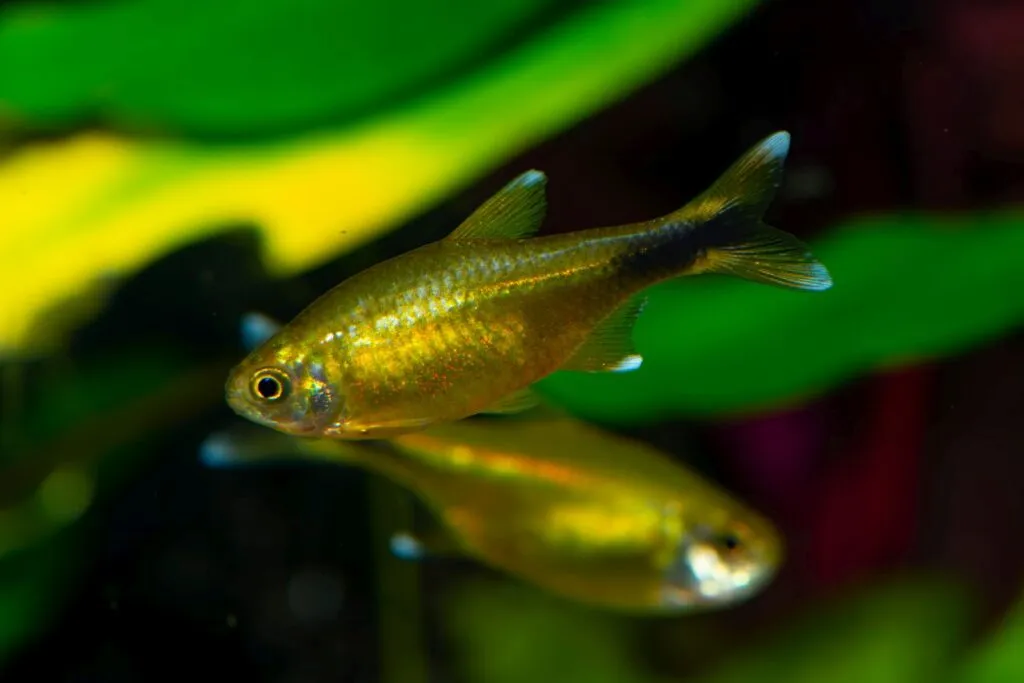 tetra rame in acquario