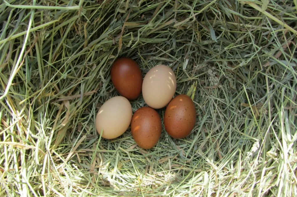 uova galline marans