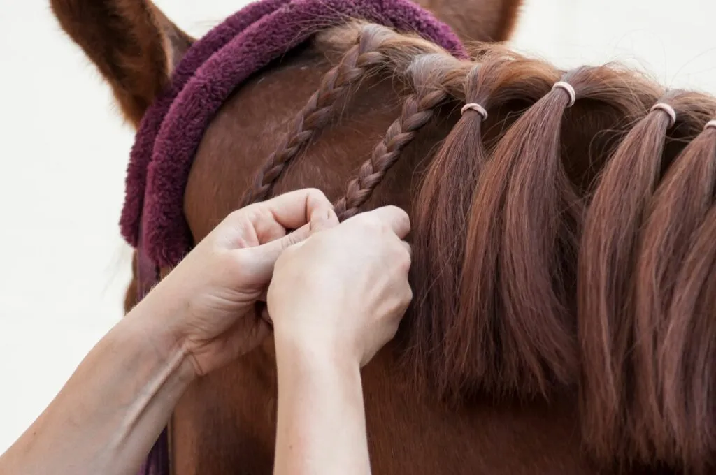 acconciatura estiva cavallo