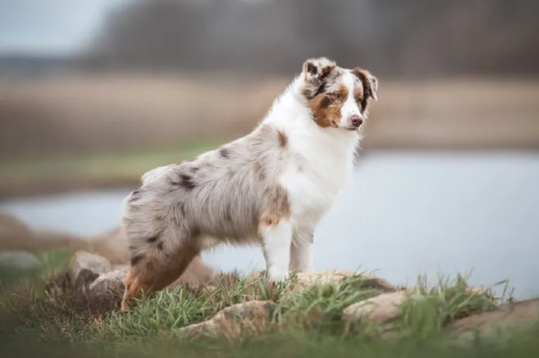 cane merle