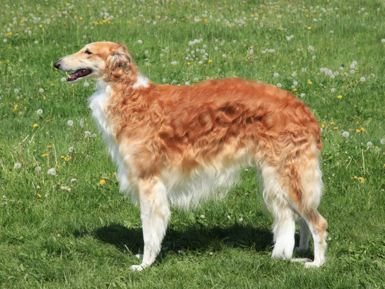 borzoi