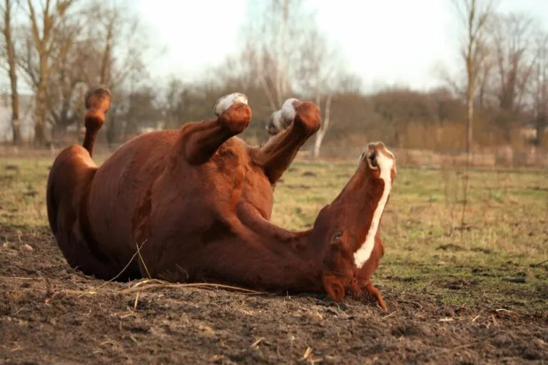 cavallo a terra