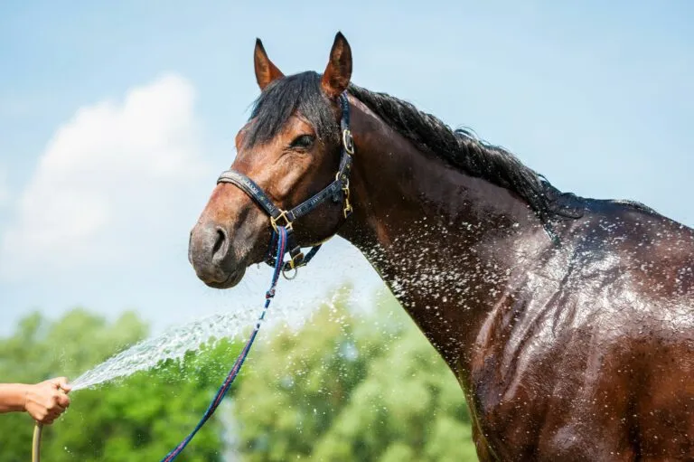 cavallo e caldo in estate