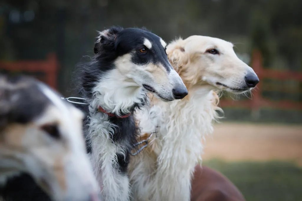 coppia di borzoi