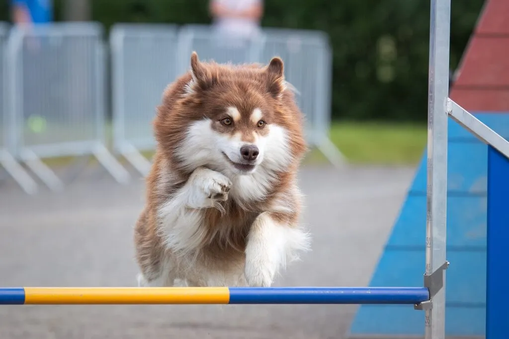 lapinkoira agility dog