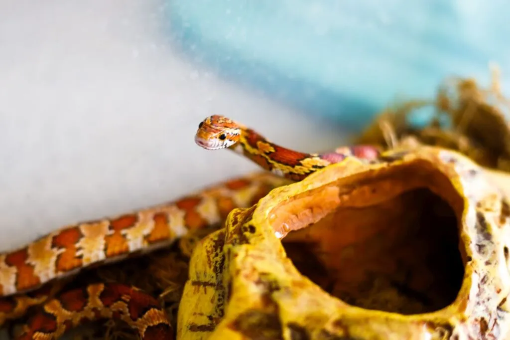 serpente del grano nel terrario