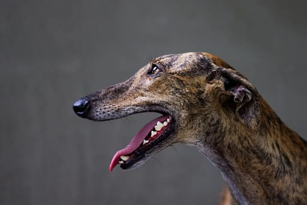 testa del greyhound