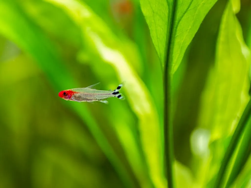 tetra testa rossa petitella rhodostomus