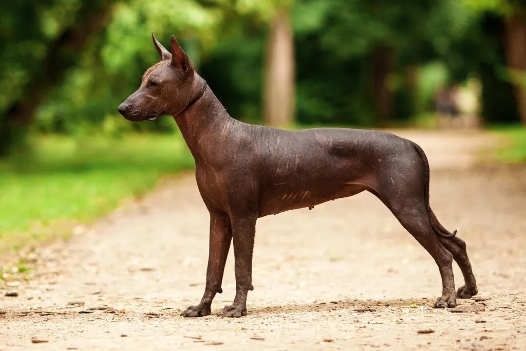 Xoloitzcuintle