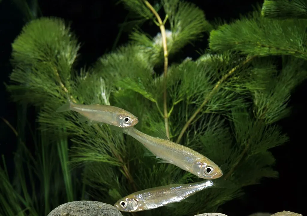 alborella fasciata tra vegetazione