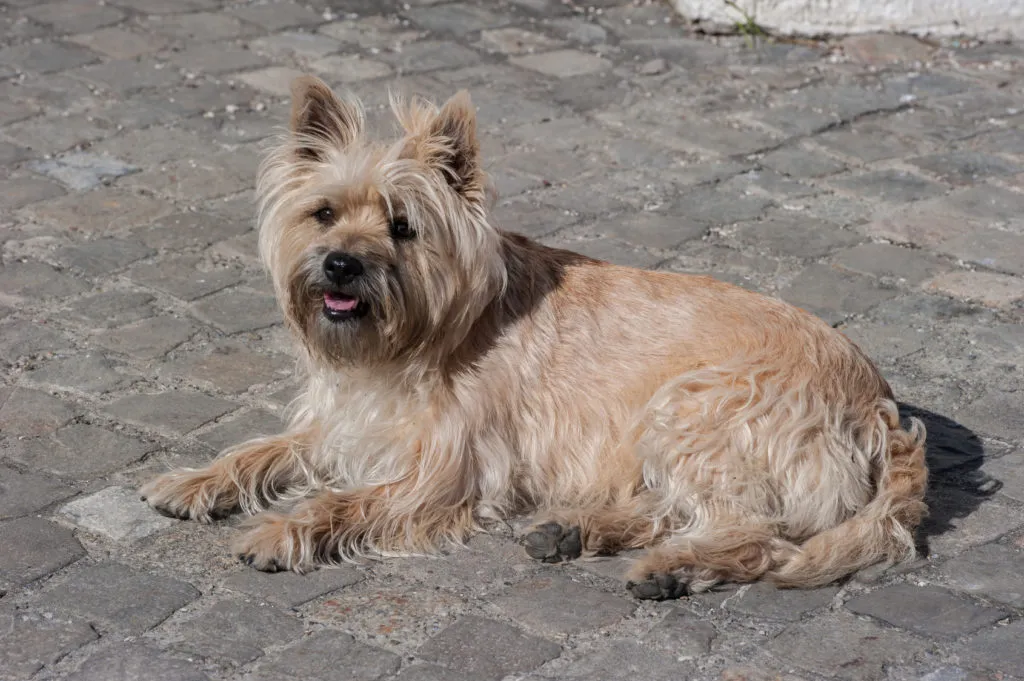 cairn terrier chiaro