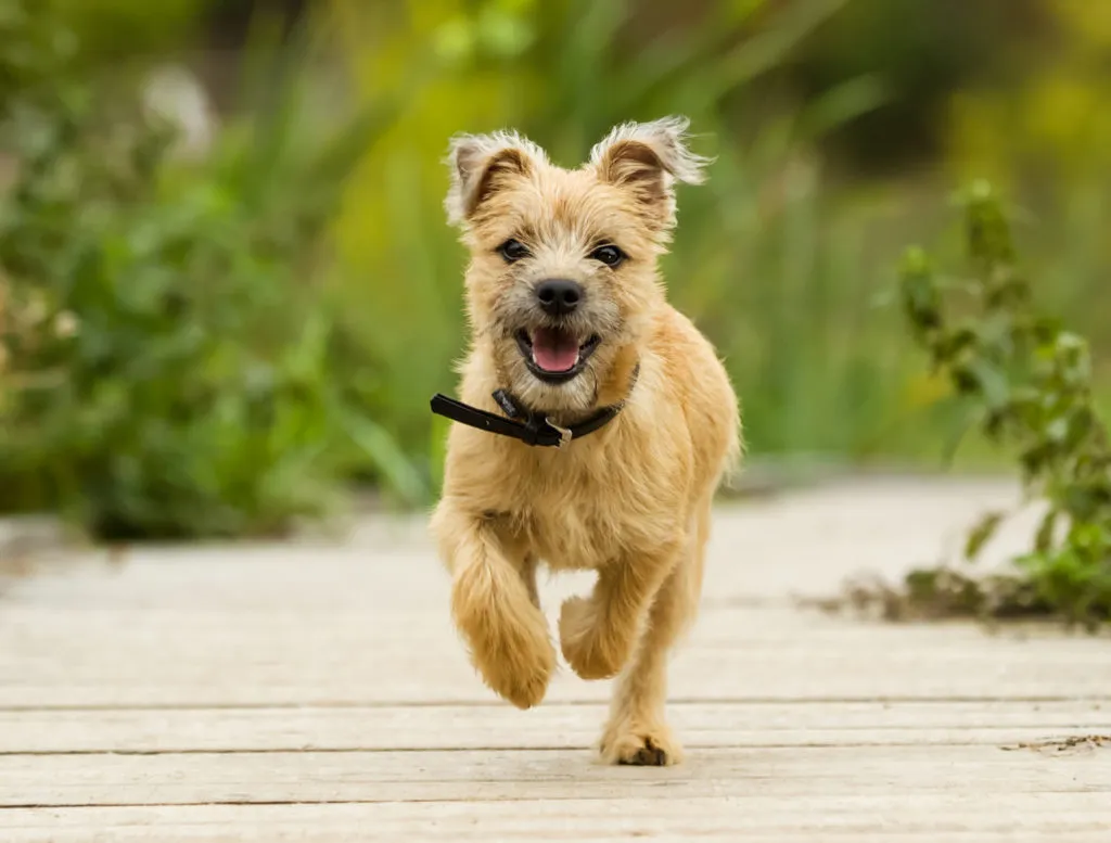 cairn terrier cucciolo