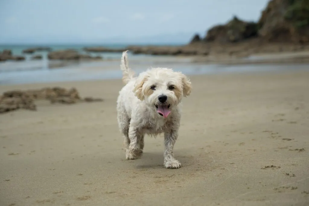 cavachon al mare