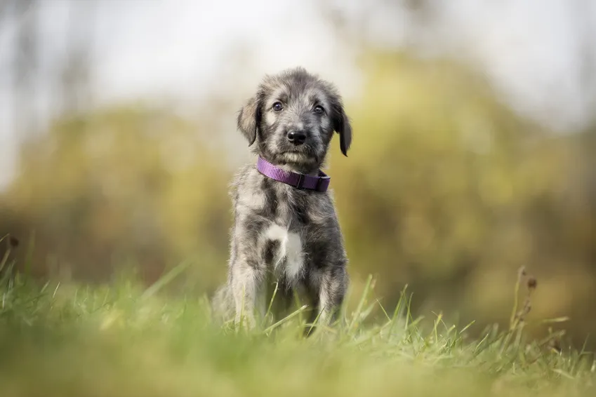 cucciolo irish wolfhound