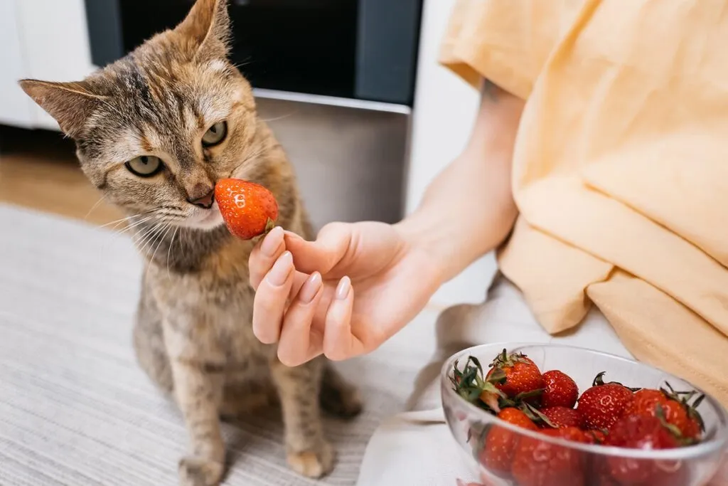 gatto annusa fragola