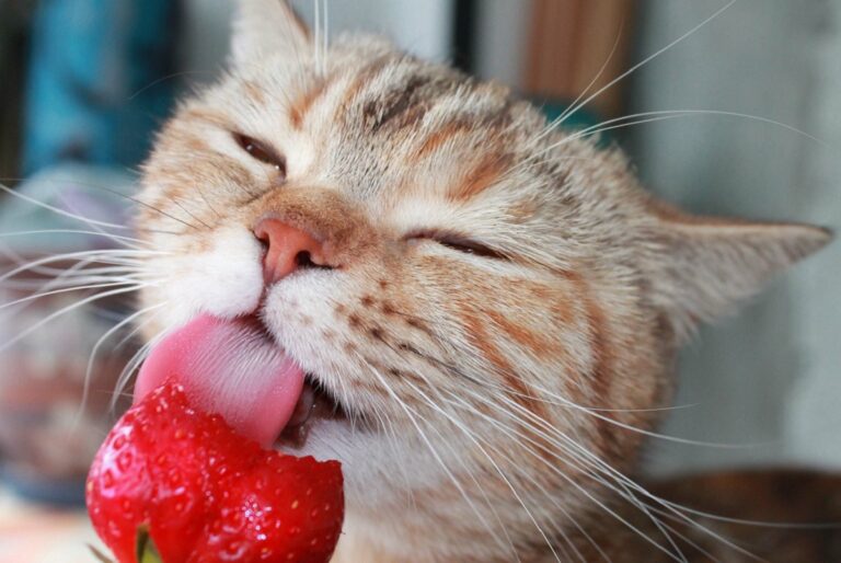 gatto può mangiare fragole?
