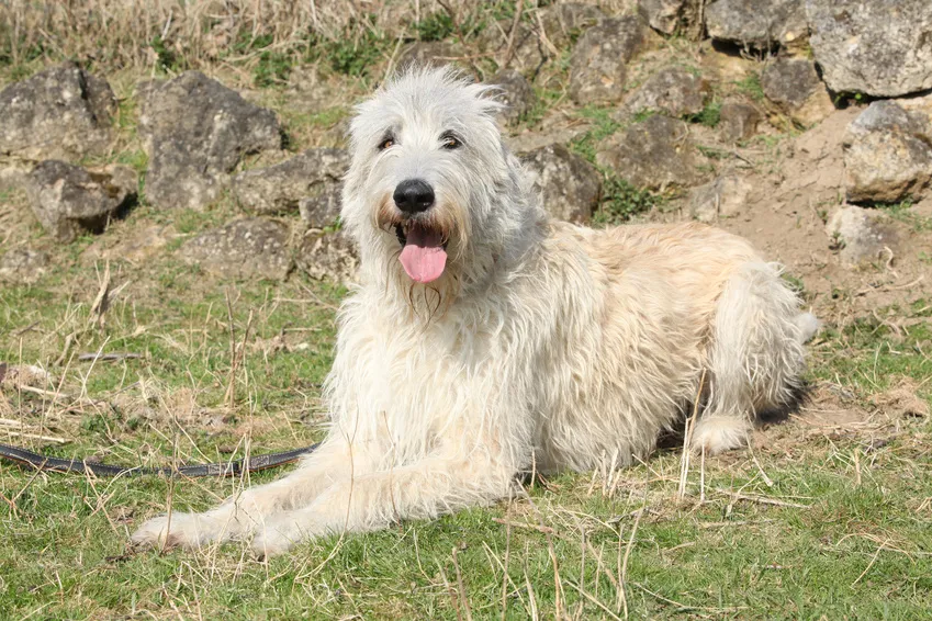 irish wolfhound bianco