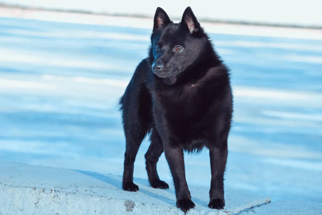 schipperke nero