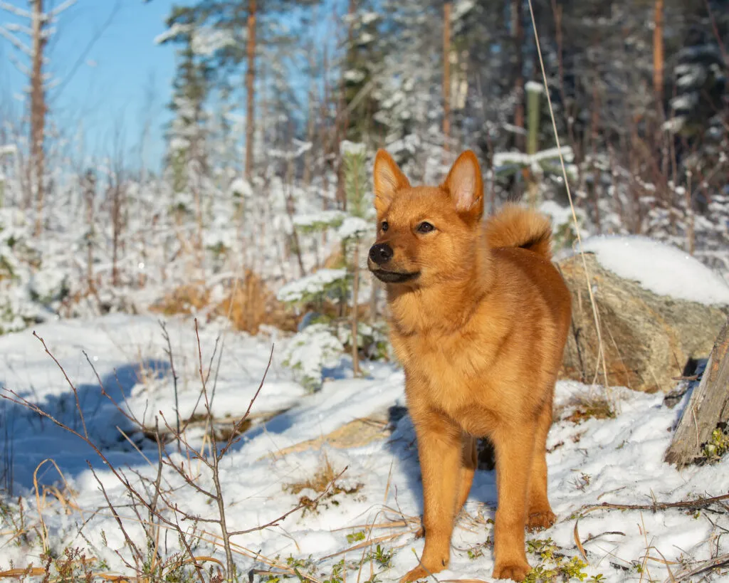 spitz finnico tra la neve