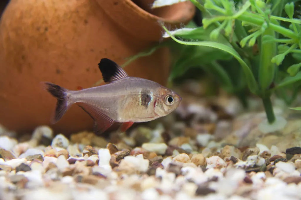 tetra fantasma in acquario