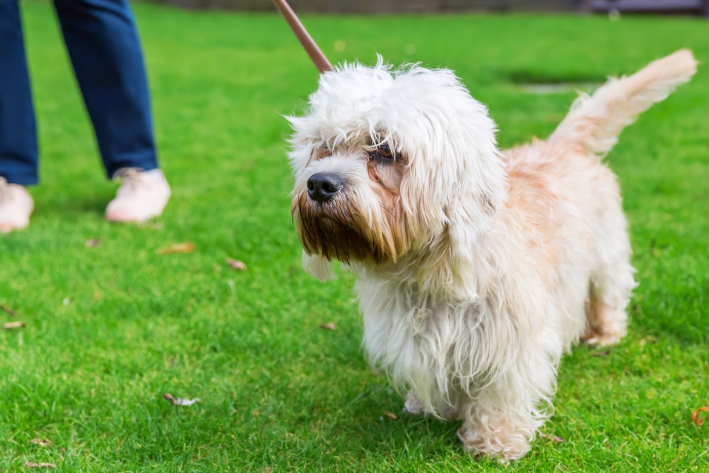 Dandie Dinmont Terrier look dandy